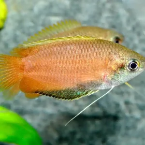 Sofort Bestellen Honiggurami (Trichogaster chuna)